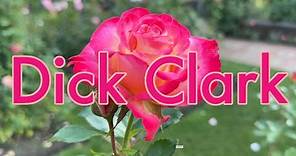 🌹 Dick Clark Rose