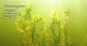 Potamogeton crispus - Curled pondweed (ENG) - Poimuvita (FIN)