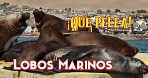 Conociendo Lobos Marinos - Puerto de Ilo