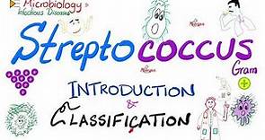 Streptococci | Introduction and Classification (Group A, Group B, Group D) | Microbiology 🧫