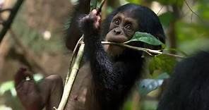 Chimpanzee Official Trailer