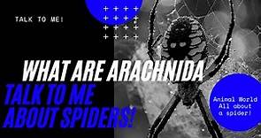 What Are Arachnida? | Talk To Me about spiders!