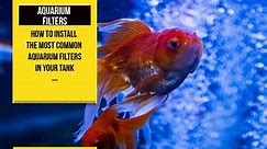 Aquarium Filter Setup: Guide to Proper Installation