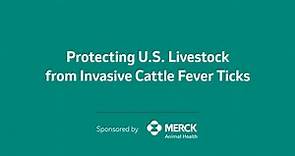 Controlling Cattle Fever Ticks in Livestock
