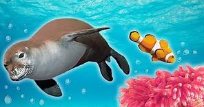Ocean Animals for Kids - Whales, Sea Otter, Orca, Sea Lion + more