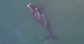 Ver ballenas bajo el agua en Puerto Pirámides (yellow submarine)