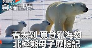 春天到 覓食獵海豹 北極熊母子歷險記 part4-李四端的雲端世界