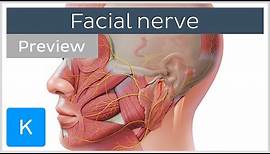 Facial nerve: branches and course (preview) - Human Neuroanatomy | Kenhub