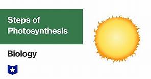Steps of Photosynthesis | Biology