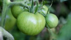 4 Reasons Why Your Tomatoes Aren't Turning Red