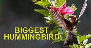 Biggest Hummingbird in the World: The Giant Hummingbird