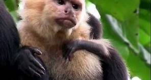 Primates- What is a Primate?