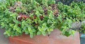 Mint Leaves (Pudina pata), (Scientific name: Mentha spicata),