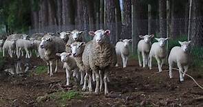 Pelle di agnello e pelle di vitello: differenze e peculiarità