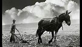 John Hammond - Get Behind The Mule