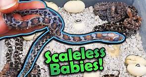More Baby Scaleless Snakes hatching!!