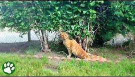 Mann entdeckt gelähmte Katze im Gebüsch