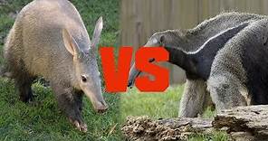 Aardvark vs Anteater - Animal Comparison 2018 - Comparison Media