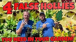 4 False Holly You Should Be Growing In Your Garden! (Fragrant Tea Olives) OSMANTHUS HETEROPHYLLUS