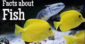 Facts about Fish for Kids