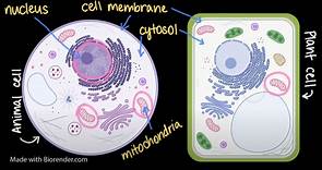 Comparing animal and plant cells