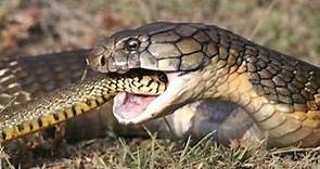 Il cobra reale è il cacciatore di serpenti per eccellenza! Il velenoso re della foresta!