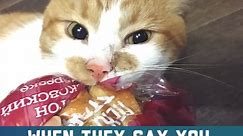 Cat Won't Let Go Of Bread