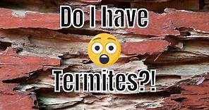How Do I Know If I Have Termites? 🐜🏡 Pictures and Signs of Termites in Your Home