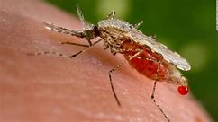 Reportan otro caso de malaria en EE.UU. pero autoridades dicen que la amenaza de salud es baja