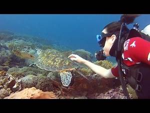 Diving with a turtle in the Flores Sea near Komodo Island, Indonesia