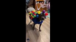 Dog dressed in hilarious Halloween costume sparks lots of laughs