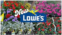 LOWE'S INVENTORY (APRIL 2023) BOXWOODS ORNAMENTAL TREES ANNUAL FLOWERS PERENNIAL FLOWER ROSES