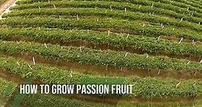 How to grow PASSION FRUIT