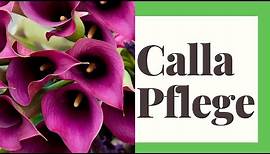 Calla Pflege: So bereitet die Pflanze GARANTIERT Freude