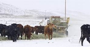 Winter Livestock Feeding