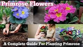 A Complete Guide for Planting Primula Flowers / Primrose Informations