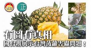 20210401D 【有圖有真相】國台辦展示台灣菠蘿害蟲問題｜正向分析
