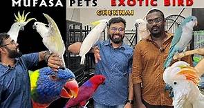 Chennai Rare Exotic Bird Shop | Mufasa Pets | Wild and Hand Tamed Birds for Sale |Delivery Available