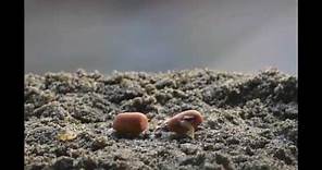 Time Lapse Video Germination of Seed