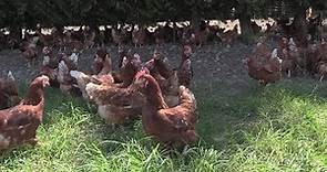La tutela del benessere nell'allevamento di galline ovaiole
