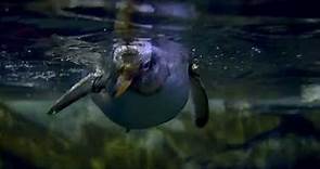 Animals at Loveland Living Planet Aquarium in Draper, UT