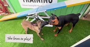 MAN-K9 TRAINED DOGS FOR SALE: Greta The Rottweiler!