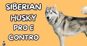 Siberian Husky: Pro e Contro