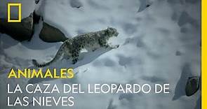 La caza del leopardo de las nieves | NATIONAL GEOGRAPHIC ESPAÑA