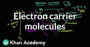 Electron carrier molecules | Biomolecules | MCAT | Khan Academy