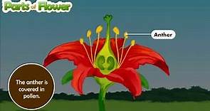 Parts of flower and their functions | Parts of flower and their functions | Parts of flower