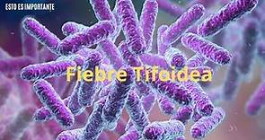FIEBRE TIFOIDEA | Etiología, Clínica, Diagnóstico y Tratamiento | Repaso Infecciosas