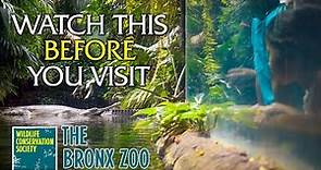 Watch This Before You Visit the Bronx Zoo