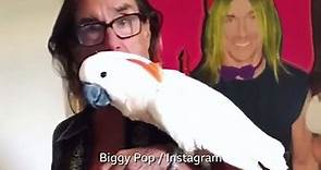 Meet Iggy Pop's pet cockatoo Biggy Pop!