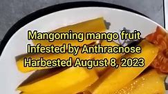 Mangoming mango fruit Infested by Anthracnose Harvested August 8, 2023 #Mangoming #mangomingisnotforsale #familyconsumptiononly #mangomingmango #fbreels #facebookreels #fbreelsvideo #fypシ゚viral #happyaugust #facebookpagereels | Mangoming Highlights by Maria Socorro Modequillo Bodiongan